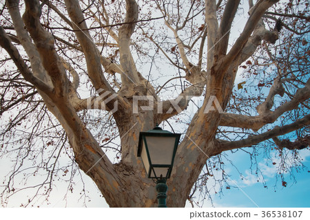 Black metal city lantern near big old platan tree 36538107