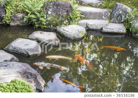 koi carp in the national Japanese park koi carp in the national Japanese park 36538186