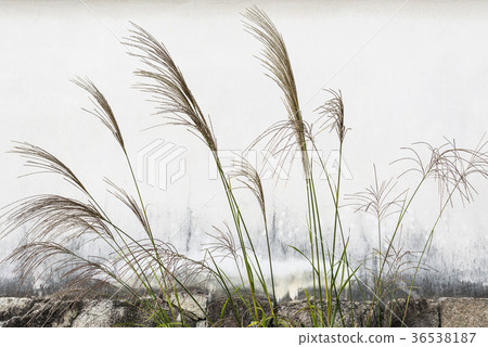Japanese pampas grass. Miscanthus sinensis. Ikeban Japanese pampas grass. Miscanthus sinensis. Ikeban 36538187