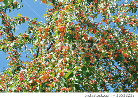 Plenty of little ornamental red yellow ripe apples Plenty of little ornamental red yellow ripe apples 36538232