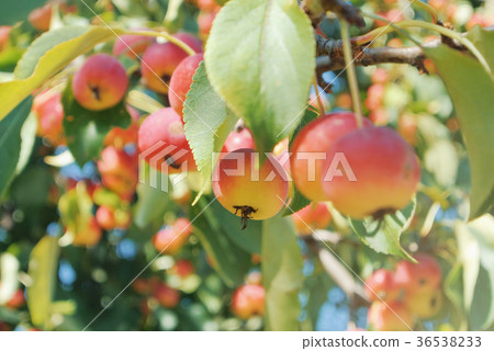 Close up of little ornamental red yellow ripe  36538233