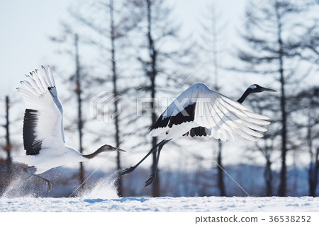 Displacement of cranes and parents (Hokkaido, Tsurui) 36538252