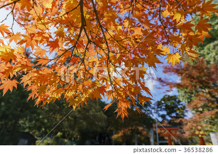 日吉大社漂亮的秋色 日吉大社漂亮的秋色 36538286