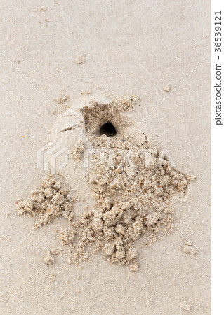 Big ghost crab hole on the beach 36539121