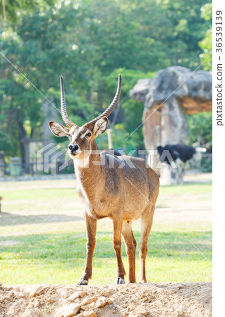 Young antelope in Khao Kheow open zoo, Thailand Young antelope in Khao Kheow open zoo, Thailand 36539139
