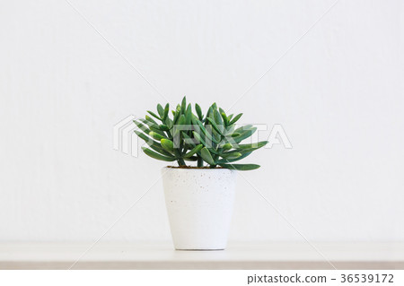 Artificial succulent plant 36539172