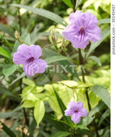 Garden of Purple Ruellia Tuberosa or Minnieroot 36540487