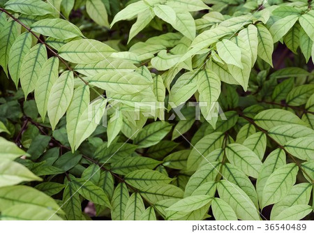 Top View of Green Young Plant on Ground 36540489