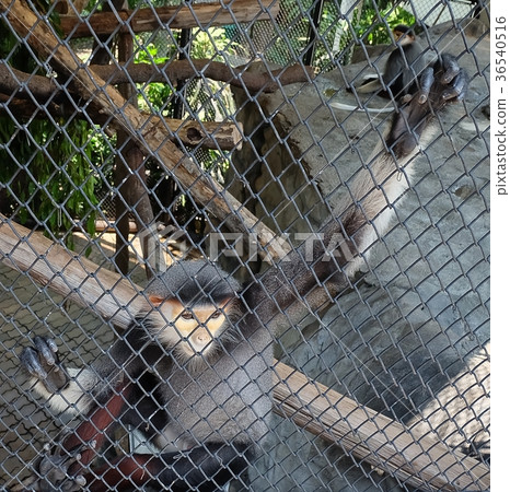 Red Shanked Douc or Pygathrix Nemaeus in The Cage 36540516