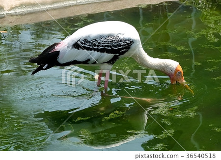 Painted Storks Search for Fish in Shallow Waters Painted Storks Search for Fish in Shallow Waters 36540518