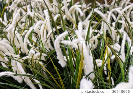 Artificial Mission Grass or Pennisetum with Flower Artificial Mission Grass or Pennisetum with Flower 36540666