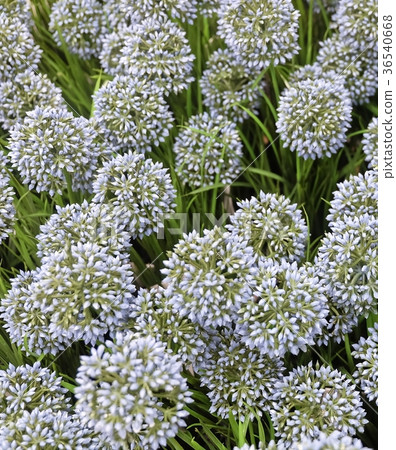 Artificial Giant Onion Flower or Allium Giganteum 36540668