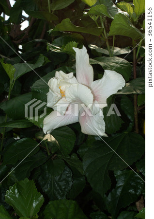 Hibiscus "Castle White" Hibiscus "Castle White" 36541156