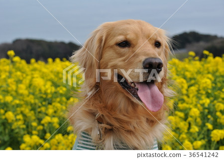 強姦花和狗 強姦花和狗 36541242