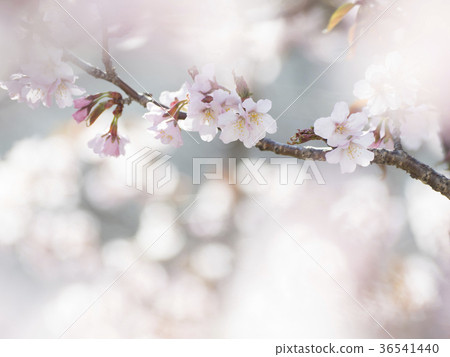 A branch next to the chishimazakura 36541440
