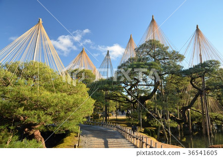 歡迎初冬的Kenrokuen的雪 歡迎初冬的Kenrokuen的雪 36541605