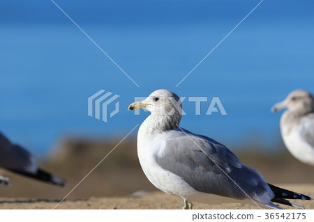Seagull (US, California) Seagull (US, California) 36542175