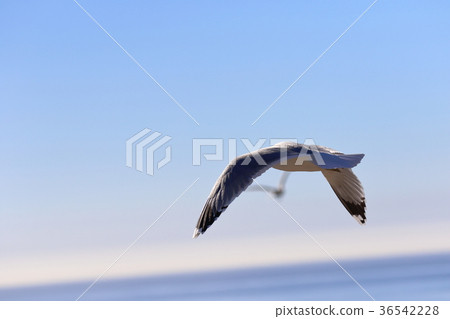 Seagull (US, California) 36542228