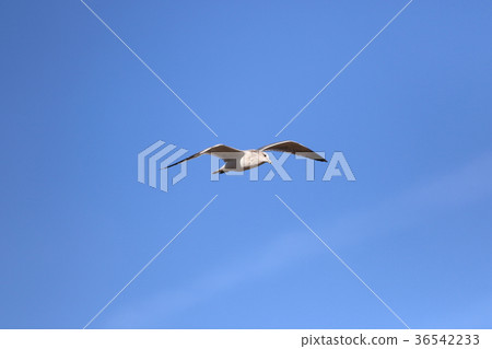 Seagull (US, California) Seagull (US, California) 36542233