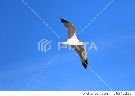 Seagull (US, California) Seagull (US, California) 36542235