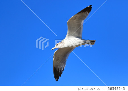 Seagull (US, California) 36542243