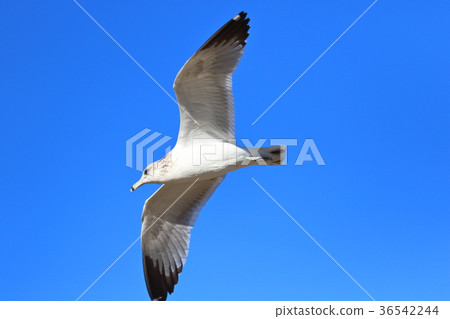 Seagull (US, California) 36542244