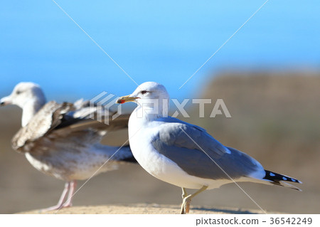 Seagull (US, California) Seagull (US, California) 36542249