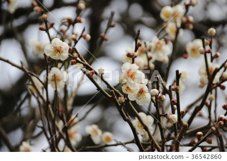 White plum White plum 36542860