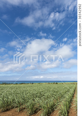 Landscape of sugar cane field 36542992
