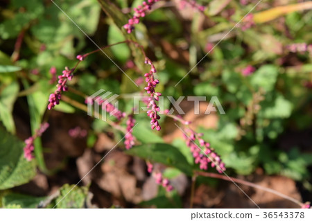 Persicaria longise 36543378