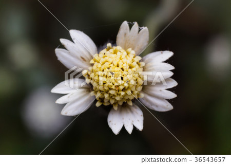 Top view small yellow flower of grass Top view small yellow flower of grass 36543657