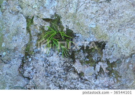 Rough rough skin Rough rough skin 36544101