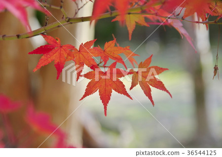 Kyoto Autumn leaves Kyoto Autumn leaves 36544125