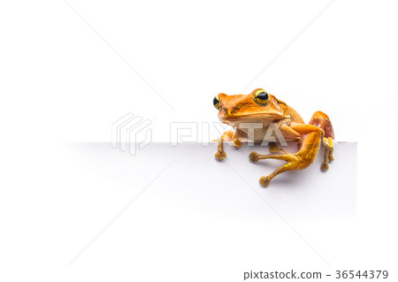 frog isolated on white background frog isolated on white background 36544379