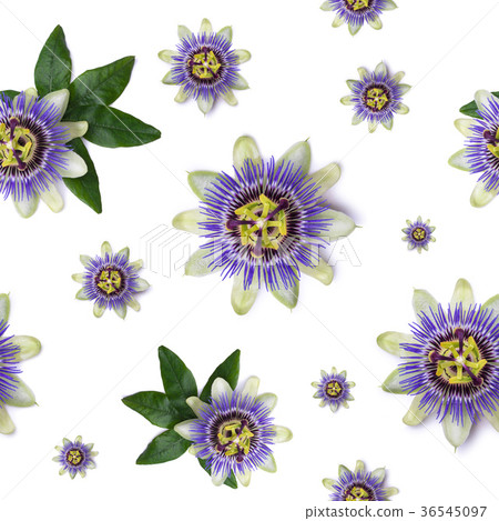Seamless pattern with Passiflora passionflower on white background. Seamless pattern with Passiflora passionflower on white background. 36545097