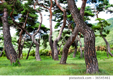 Silla Dungdeokmulung，韓國慶州 36545461