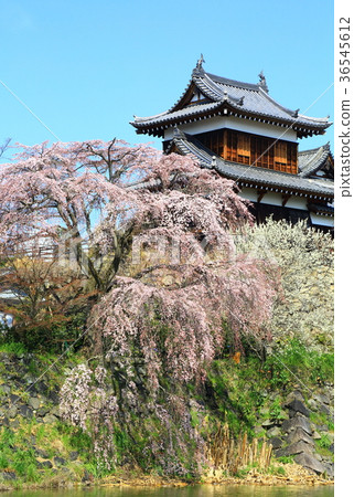 奈良縣郡山城垂枝櫻花 奈良縣郡山城垂枝櫻花 36545612