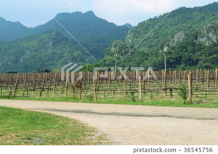 Road in the vineyard Road in the vineyard 36545756