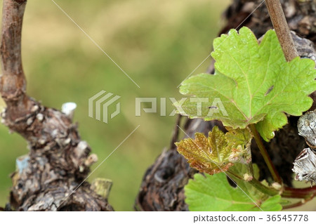 Grape leaves new sprouting Grape leaves new sprouting 36545778