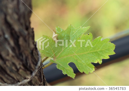 Grape leaves new sprouting Grape leaves new sprouting 36545783
