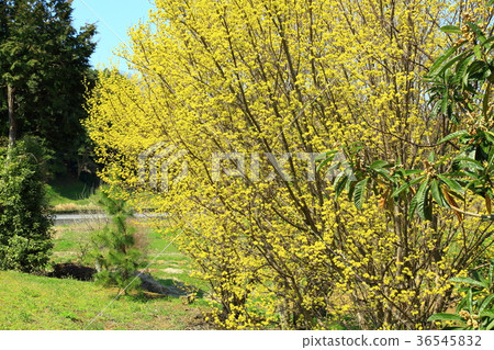 Asuka Village, Hatsutori Village: Cornus officinalis in full bloom Asuka Village, Hatsutori Village: Cornus officinalis in full bloom 36545832