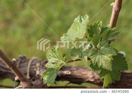 Grape leaves new sprouting Grape leaves new sprouting 36545890