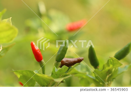 Chili pepper in garden Chili pepper in garden 36545903