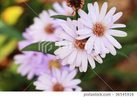 Diasy flower Diasy flower 36545916
