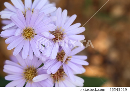 Diasy flower Diasy flower 36545919