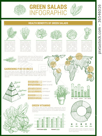Salad greens and leaf vegetable infographic design Salad greens and leaf vegetable infographic design 36546016