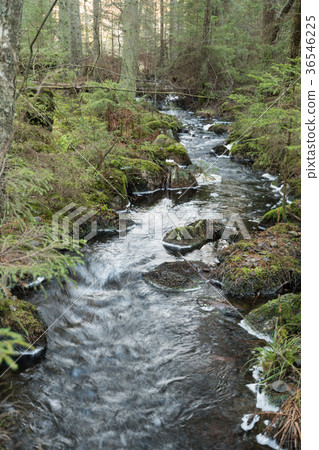 Unspoiled forest with a small creek 36546225