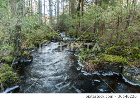 Streaming water in an untouched forest 36546226