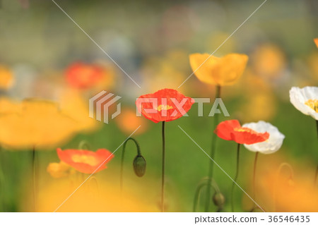 花園的罌粟花 36546435