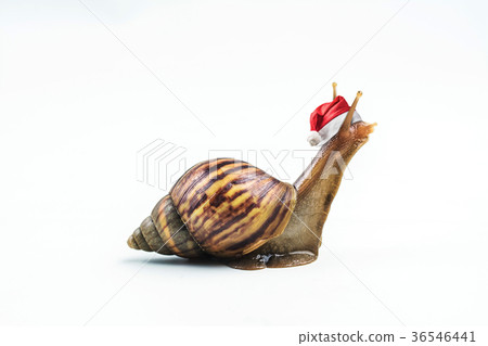 Christmas hat with snails on white background  36546441